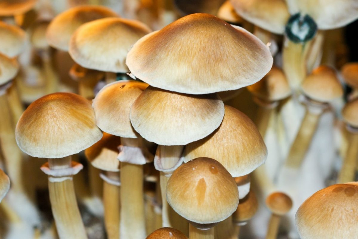 Everything to Know about How to Take Magic Mushrooms Safely